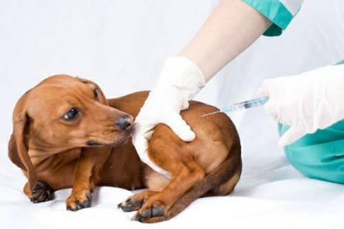 Ветеринарная клиника в Новоселках – лечение артритов (остеоартритов)