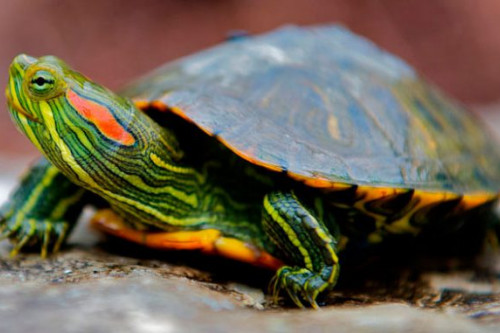  Червоновухі черепахи: догляд та утримання.