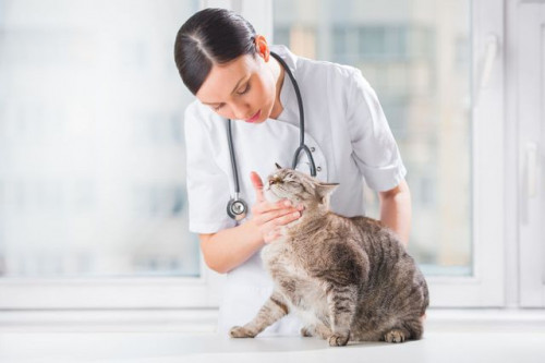 Гипертрофическая кардиомиопатия кошек